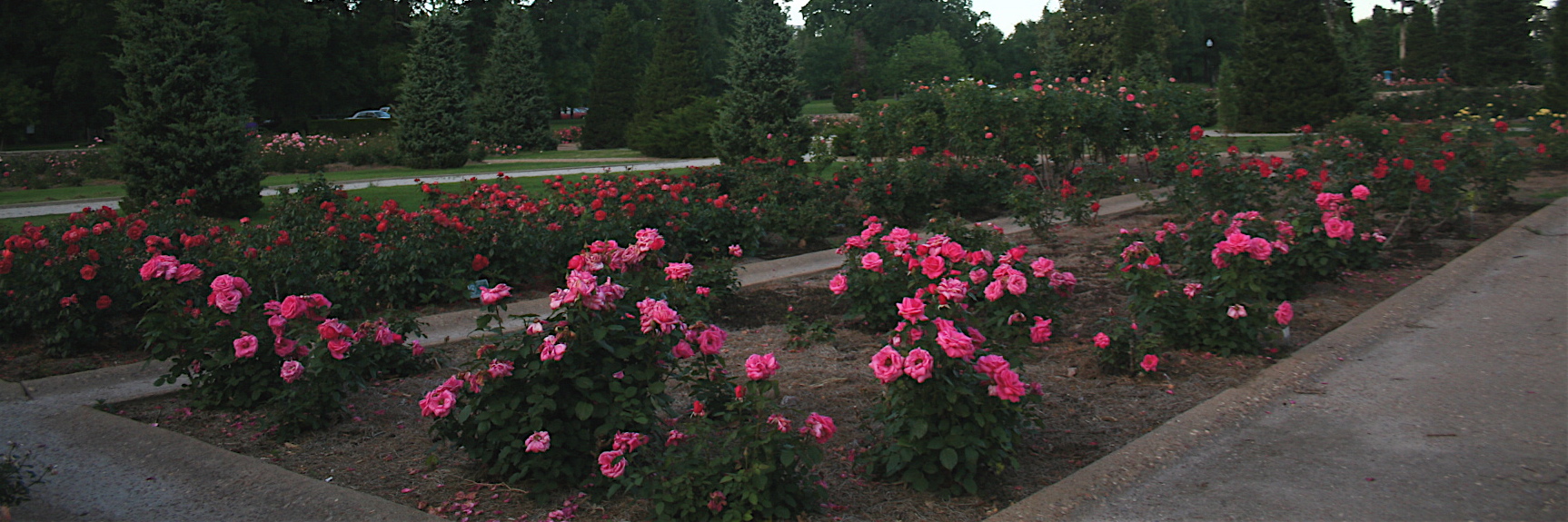 Tulsa Municipal Rose Garden at the Tulsa Garden Center in Woodward Park